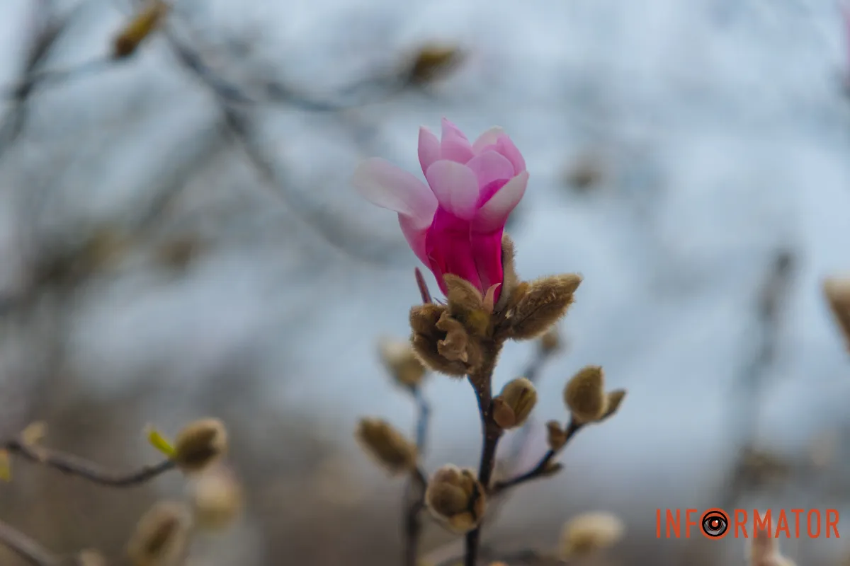 Розквітла краса, що зачаровує з першого погляду