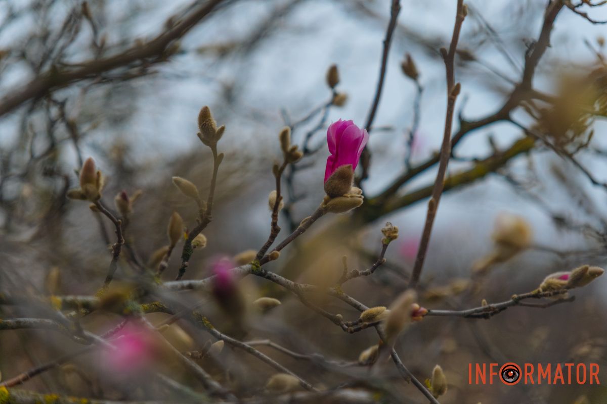 Квіти, що сповіщають про прихід весни