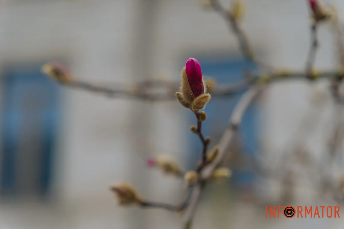 Перші квіти магнолії у центрі Дніпра