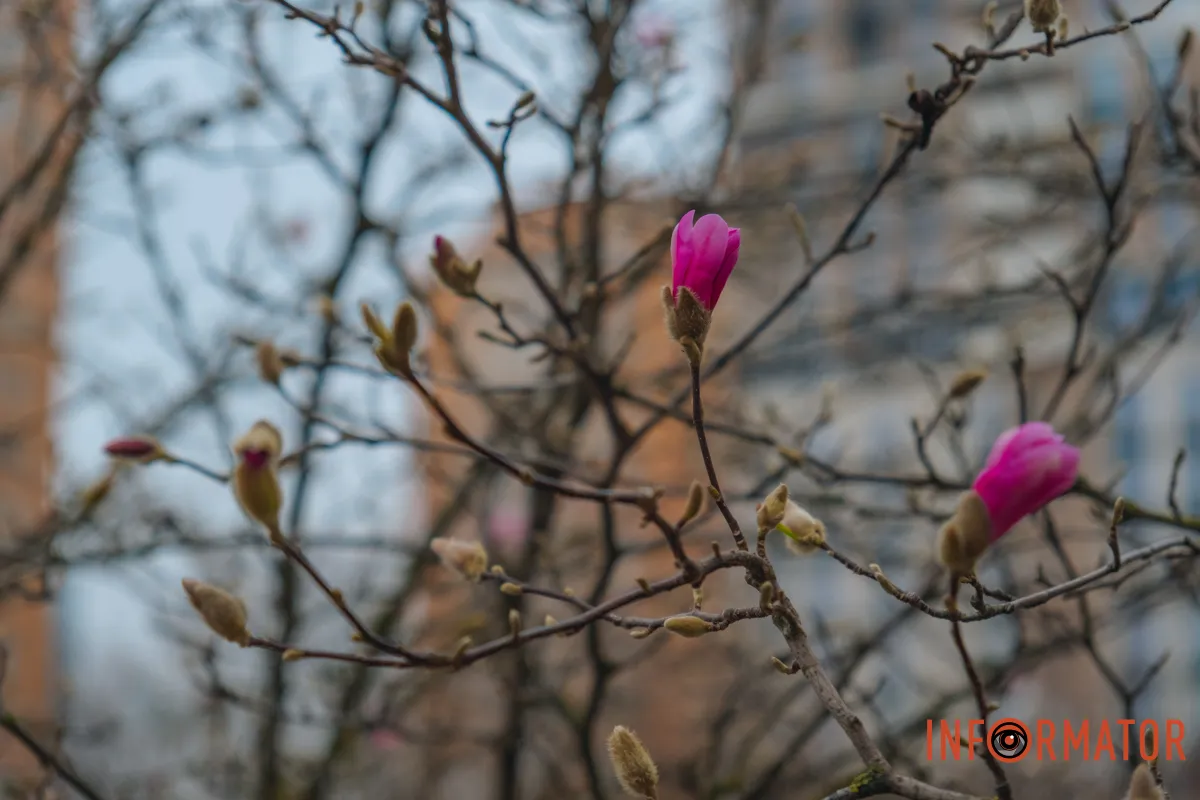 Ніжні квіти на гілках магнолії