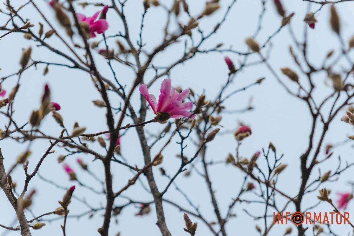 Магнолії з'явилися до появи бджіл