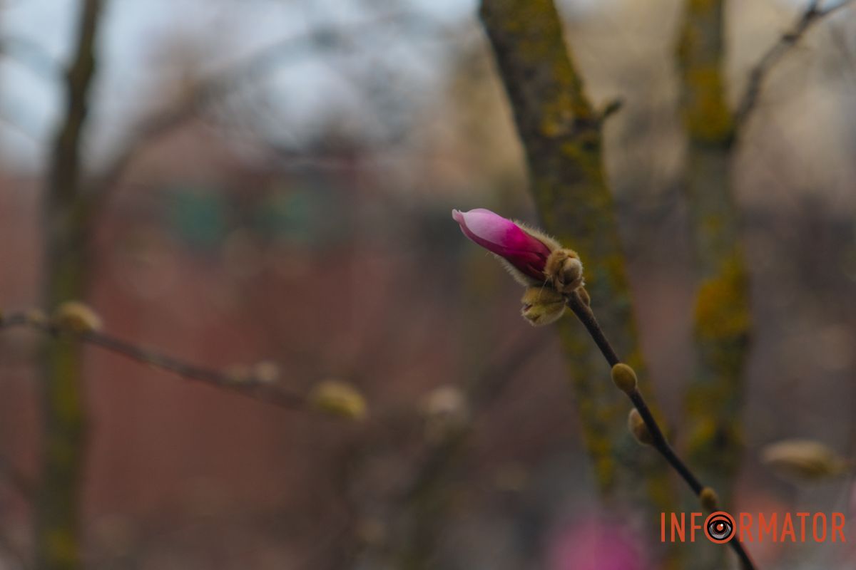  У багатьох культурах магнолія символізує шляхетність, наполегливість та красу