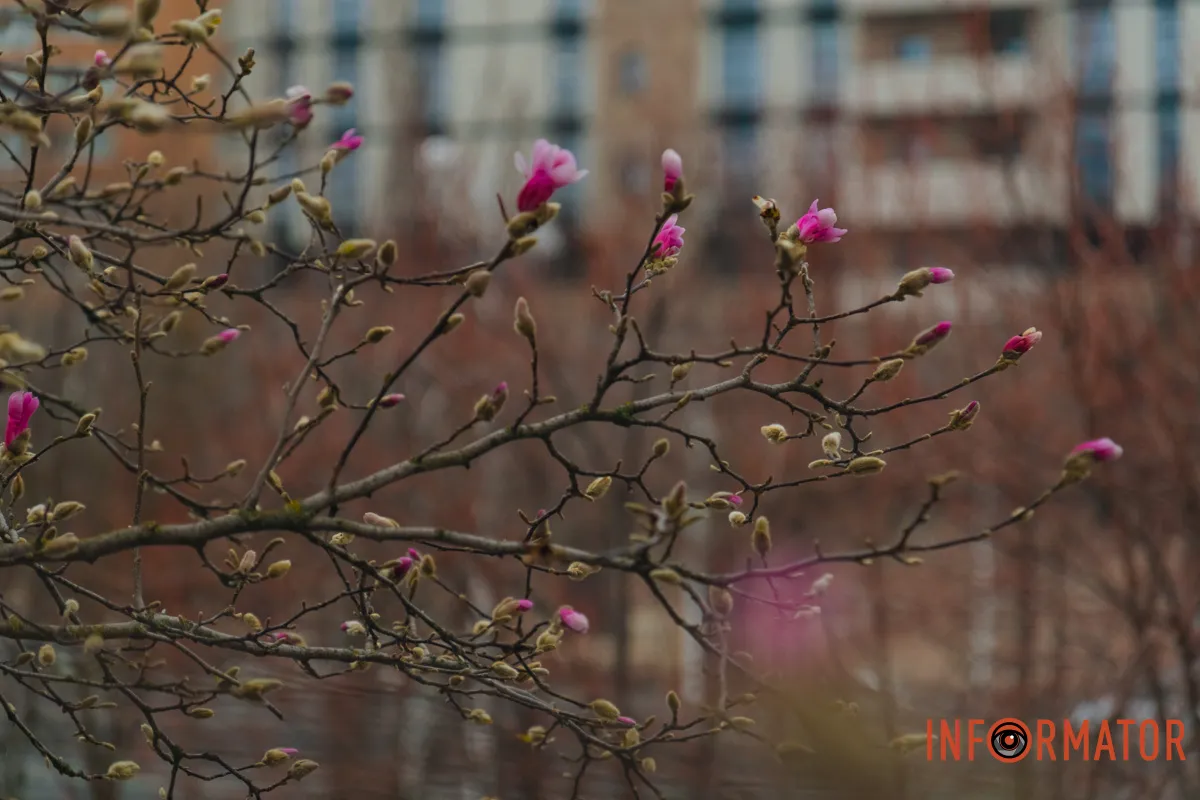 Квіти додають місту весняних барв