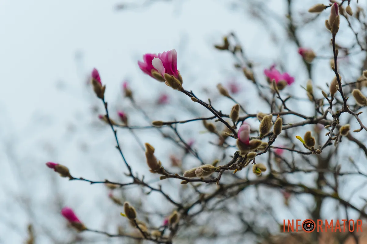 Дерева вкриваються ніжними бутонами