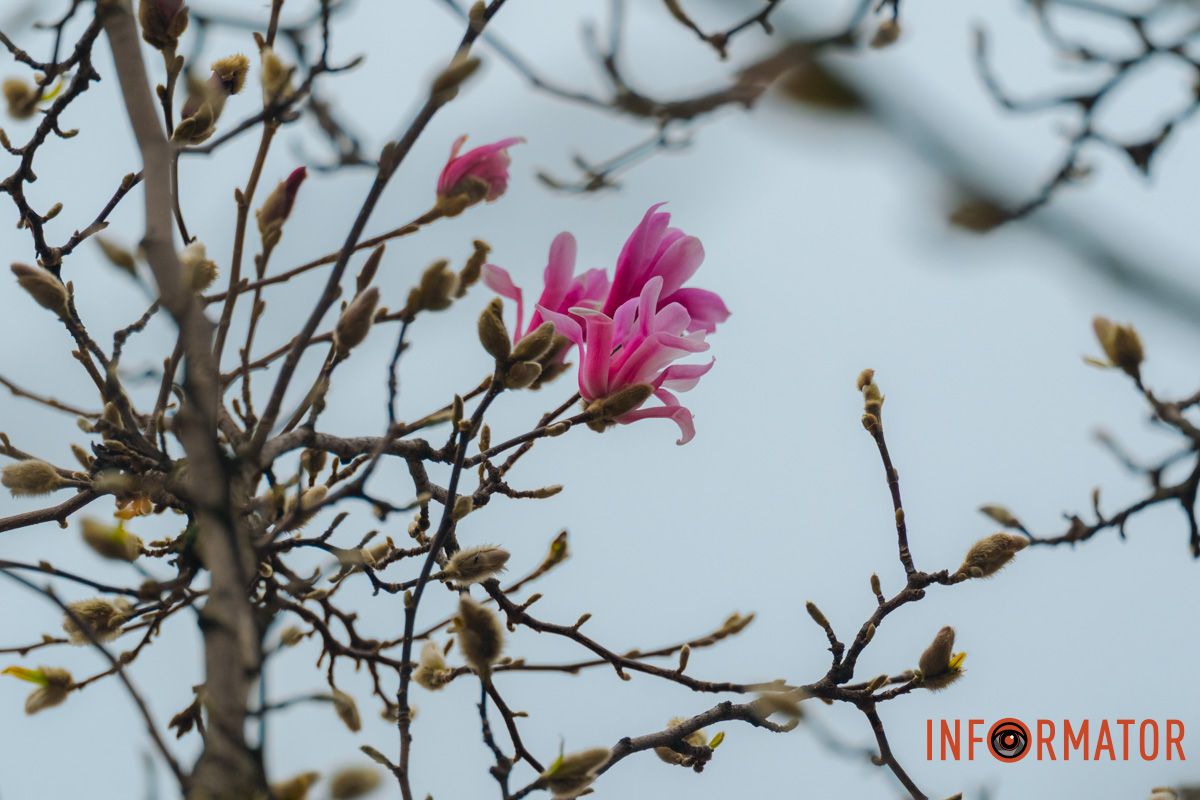 Магнолії прокидаються після холодів