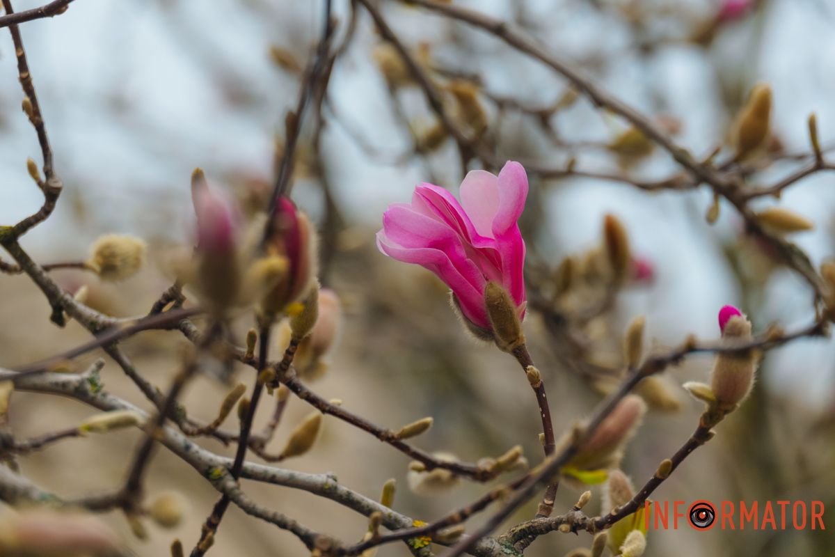  У багатьох культурах магнолія символізує шляхетність, наполегливість та красу
