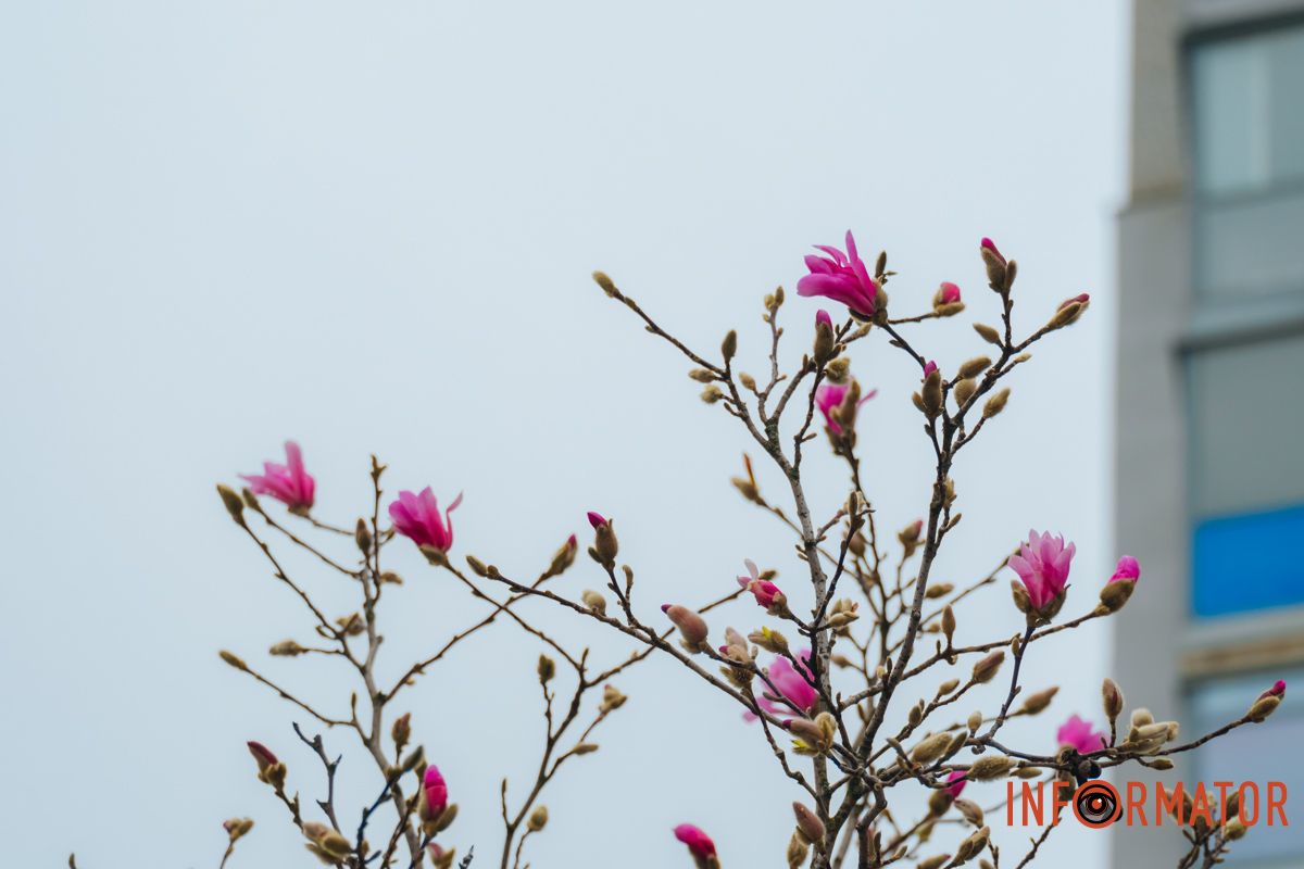 Весняне цвітіння