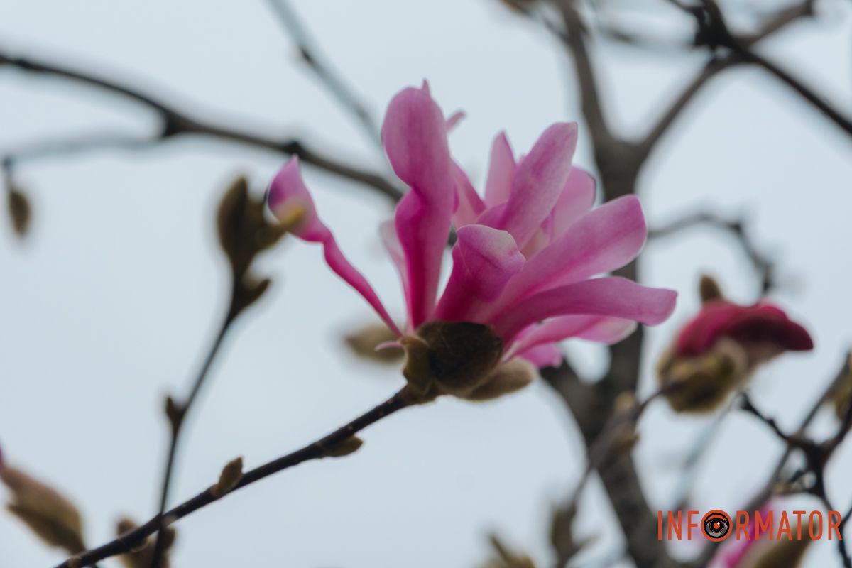 Більшість видів зацвітає у квітні-травні ще до появи листя