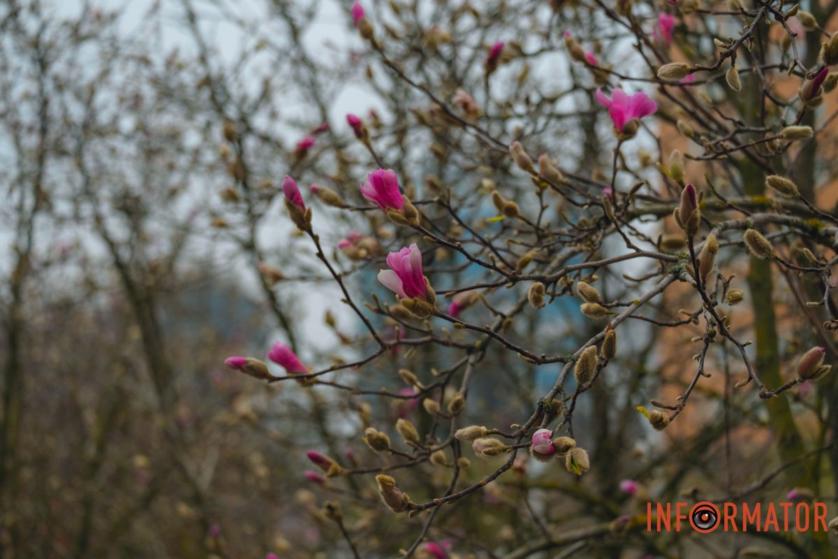 Квітучі дерева на Успенській площі