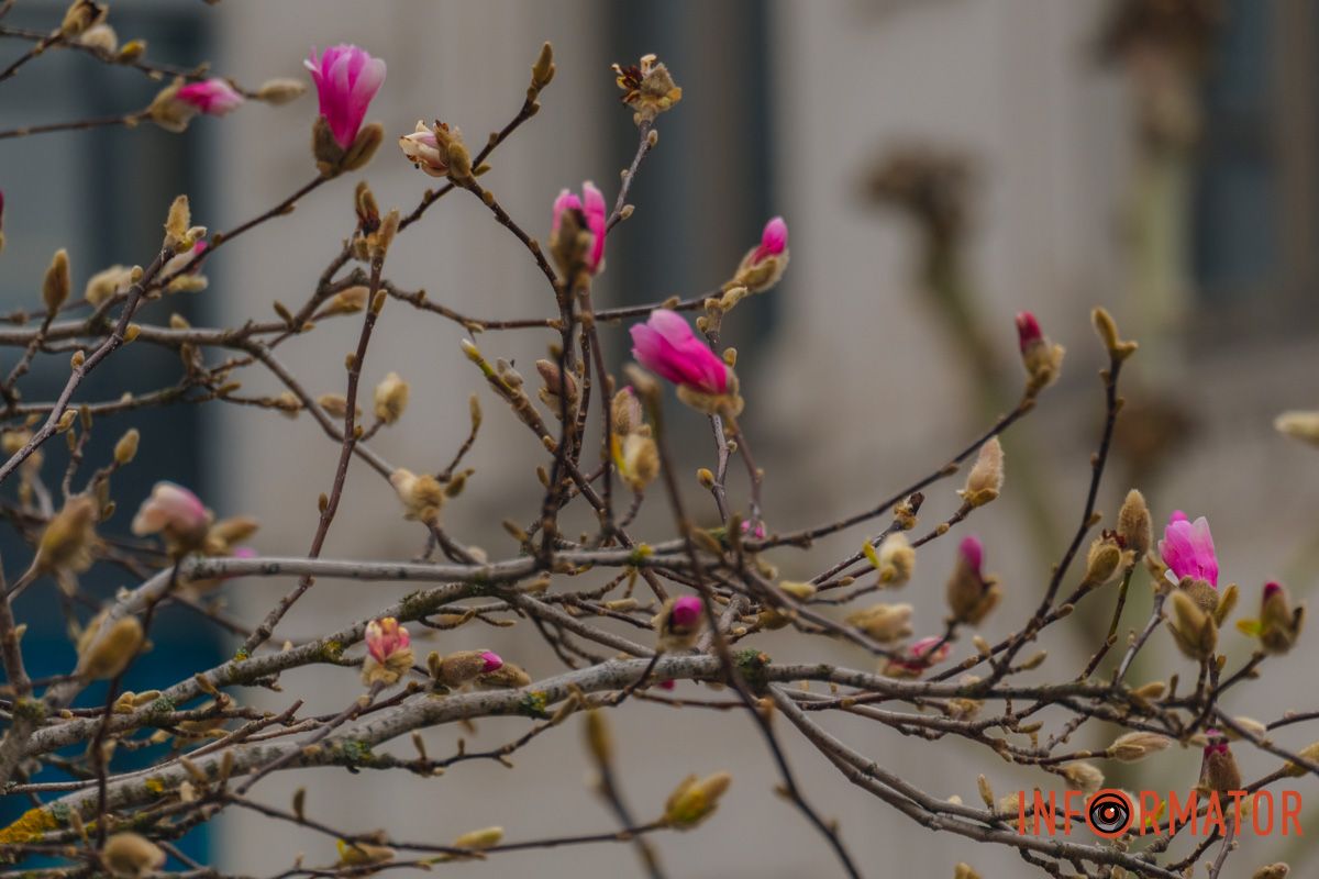 Чарівність у кожній гілочці