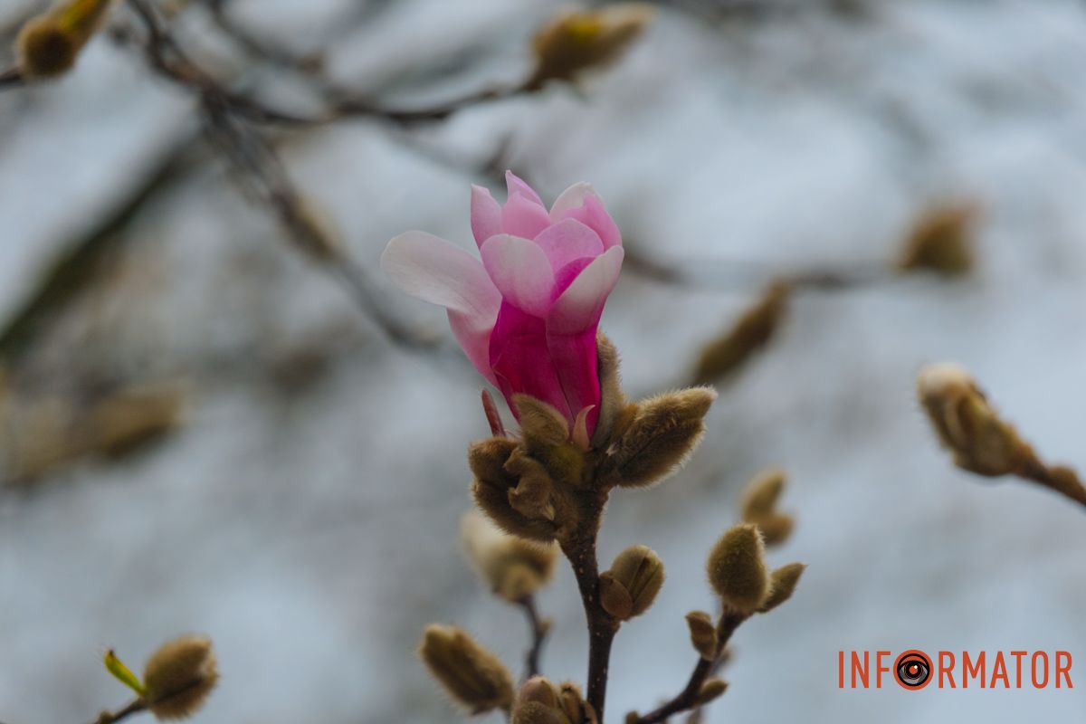 Ніжність весни в кожній пелюстці