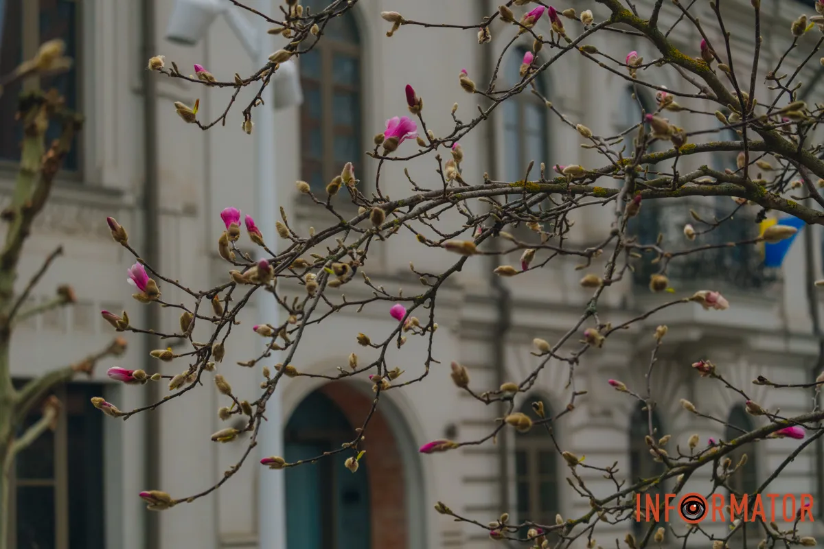 Це одна з найдавніших квітучих рослин на Землі