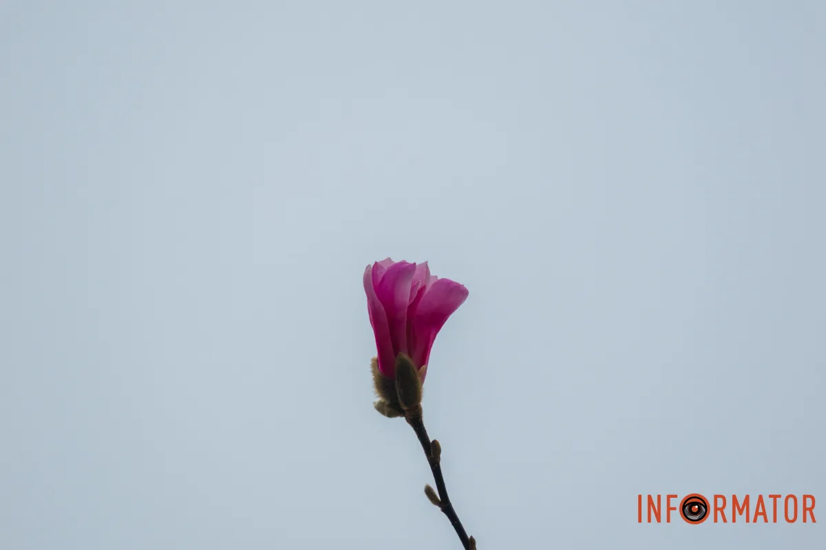 Магнолія - це надзвичайно гарна рослина