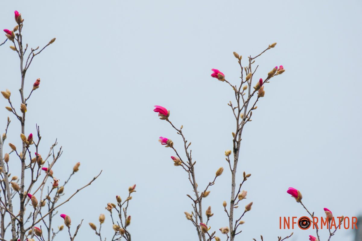 Дбайте про рослини