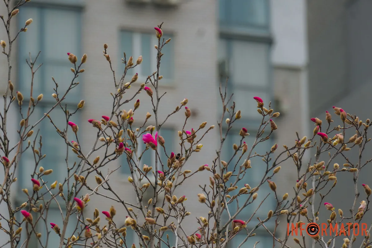 Бережіть ці квіти, не ламайте гілки