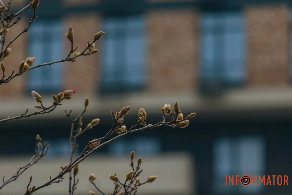 Більшість гілок ще вкриті щільними бутонами
