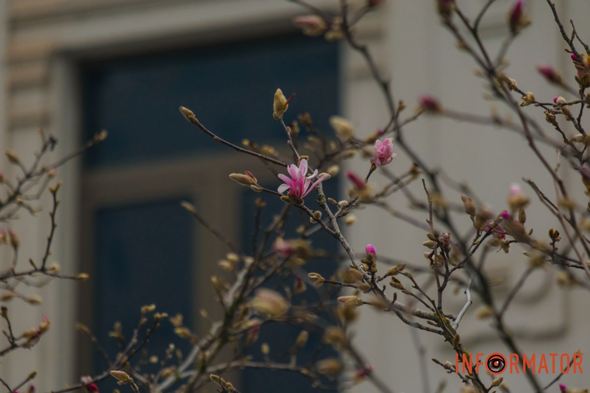 Деякі види магнолій називають «огірковими» через плоди, схожі на шишки