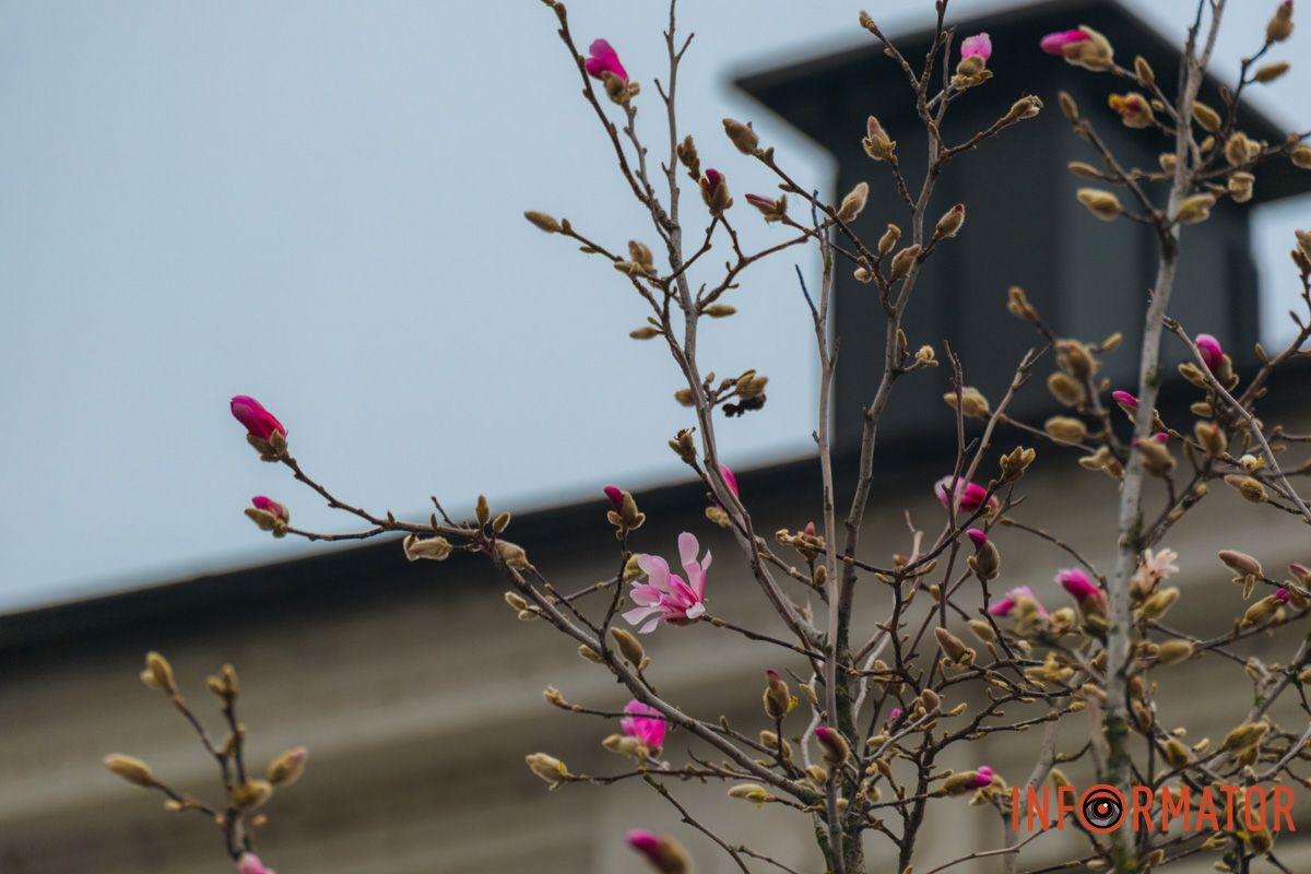 Ніжна краса