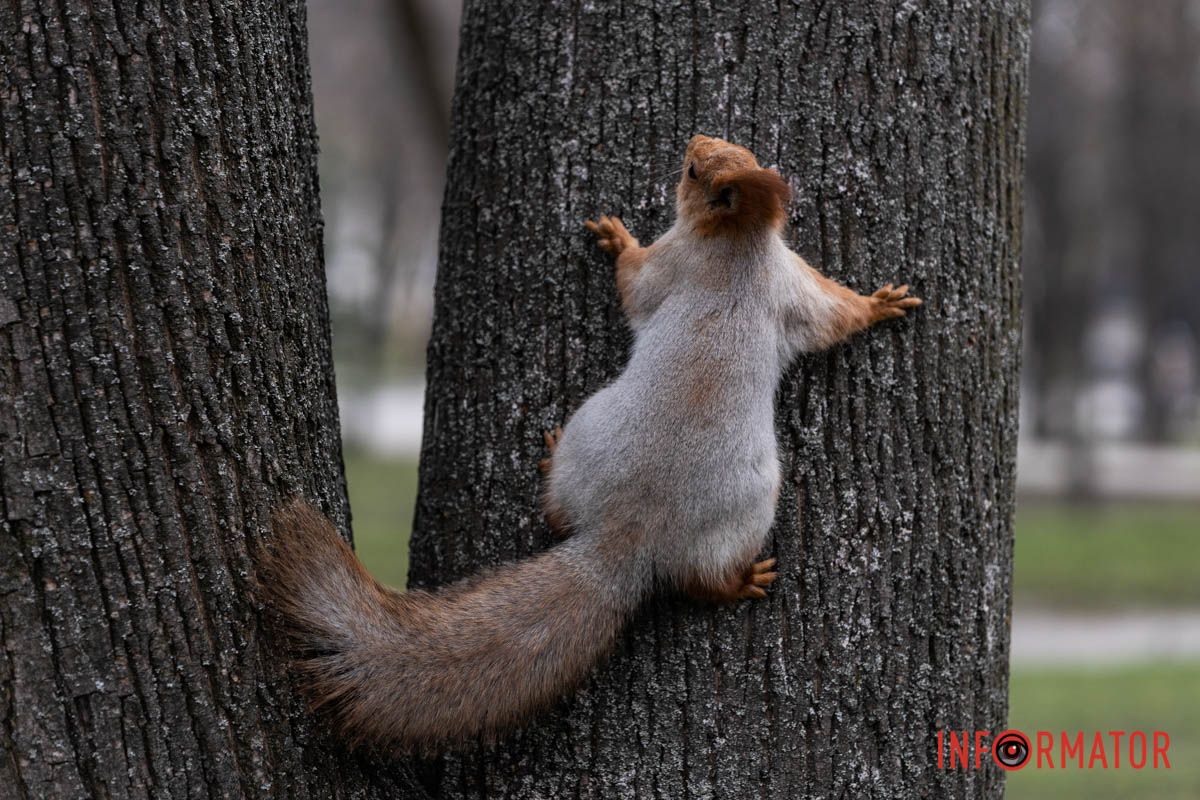 Справжнє цвітіння ще попереду: у Дніпрі весна завітала у парк Шевченка 2