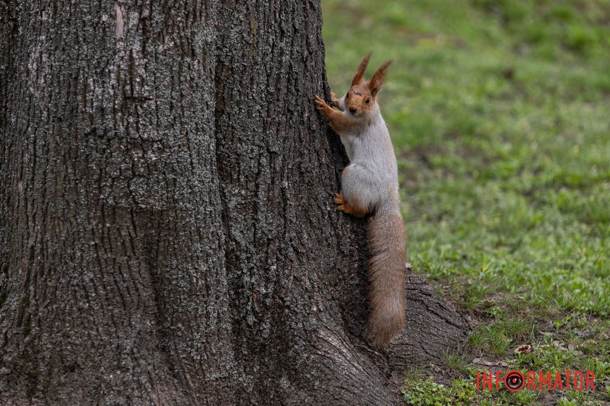 Справжнє цвітіння ще попереду: у Дніпрі весна завітала у парк Шевченка 3