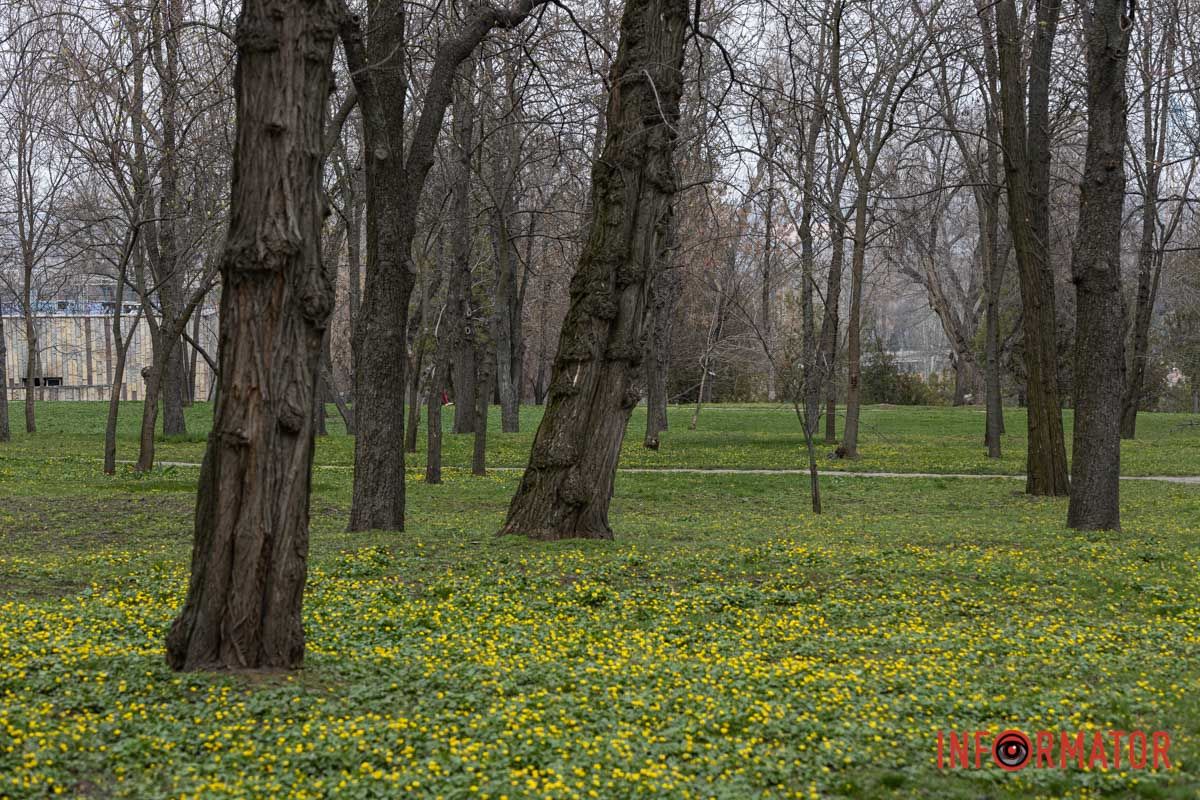 Справжнє цвітіння ще попереду: у Дніпрі весна завітала у парк Шевченка 5