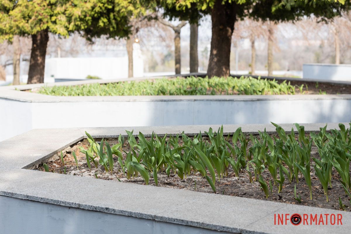 Справжнє цвітіння ще попереду: у Дніпрі весна завітала у парк Шевченка 15