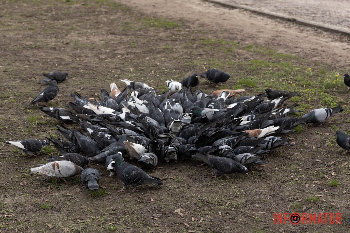Справжнє цвітіння ще попереду: у Дніпрі весна завітала у парк Шевченка 9