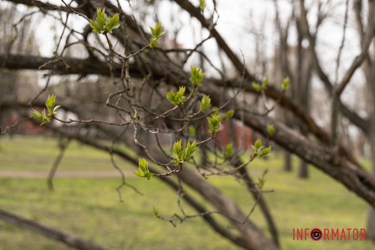 Справжнє цвітіння ще попереду: у Дніпрі весна завітала у парк Шевченка 13