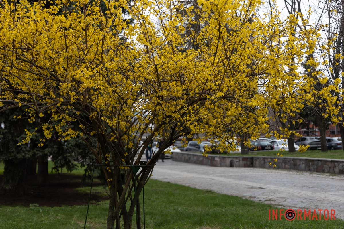 Справжнє цвітіння ще попереду: у Дніпрі весна завітала у парк Шевченка 8