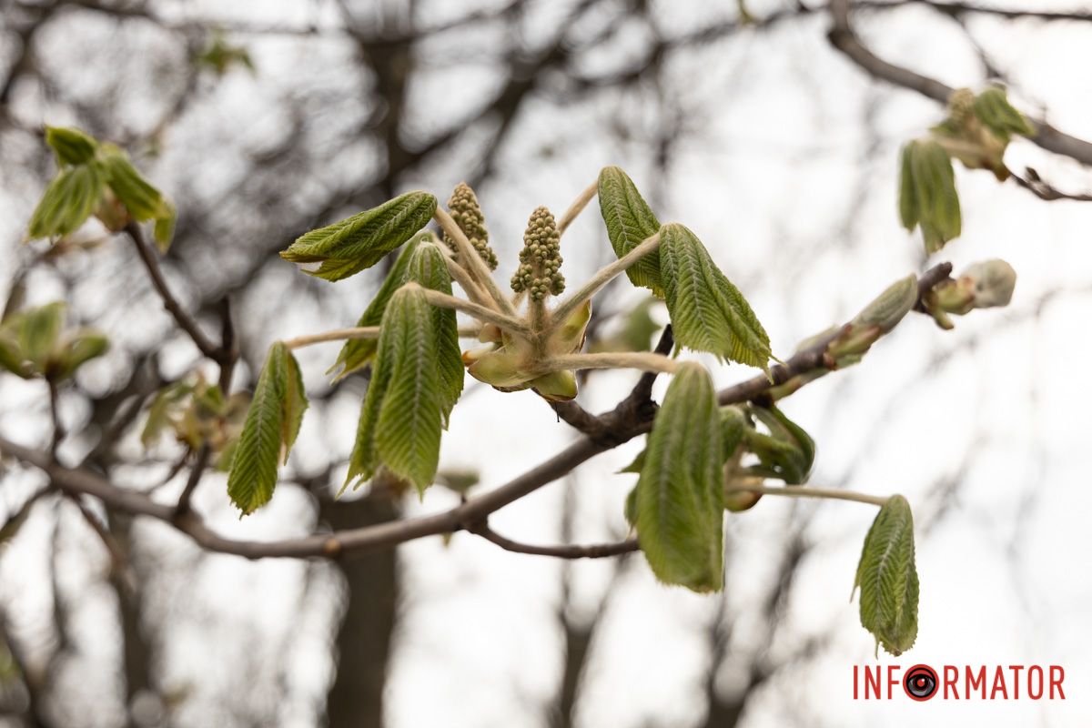 Справжнє цвітіння ще попереду: у Дніпрі весна завітала у парк Шевченка 12