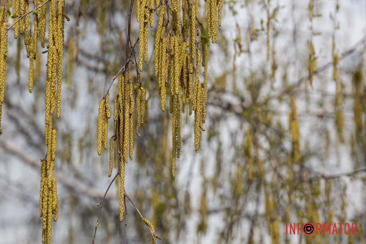 Справжнє цвітіння ще попереду: у Дніпрі весна завітала у парк Шевченка 18
