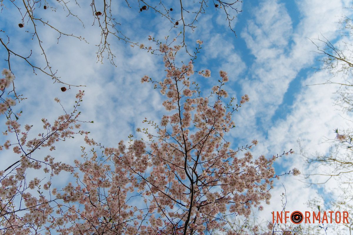 На Набережной Победы в Днепре зацвели сакуры