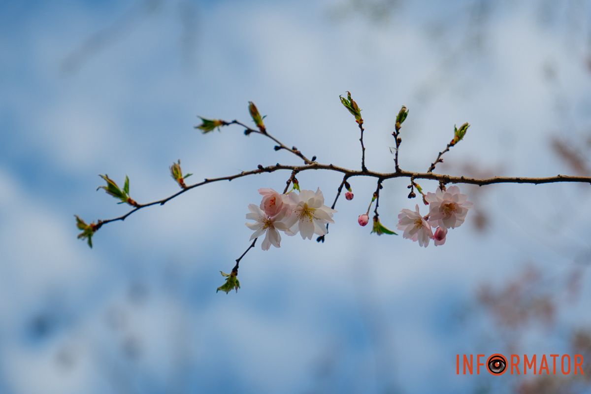 Розовые деревья создают особую атмосферу.