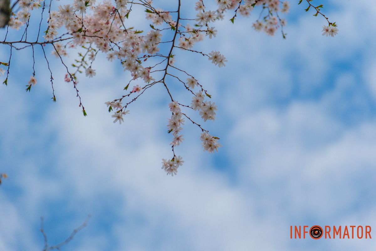 Нежность в каждом лепестке