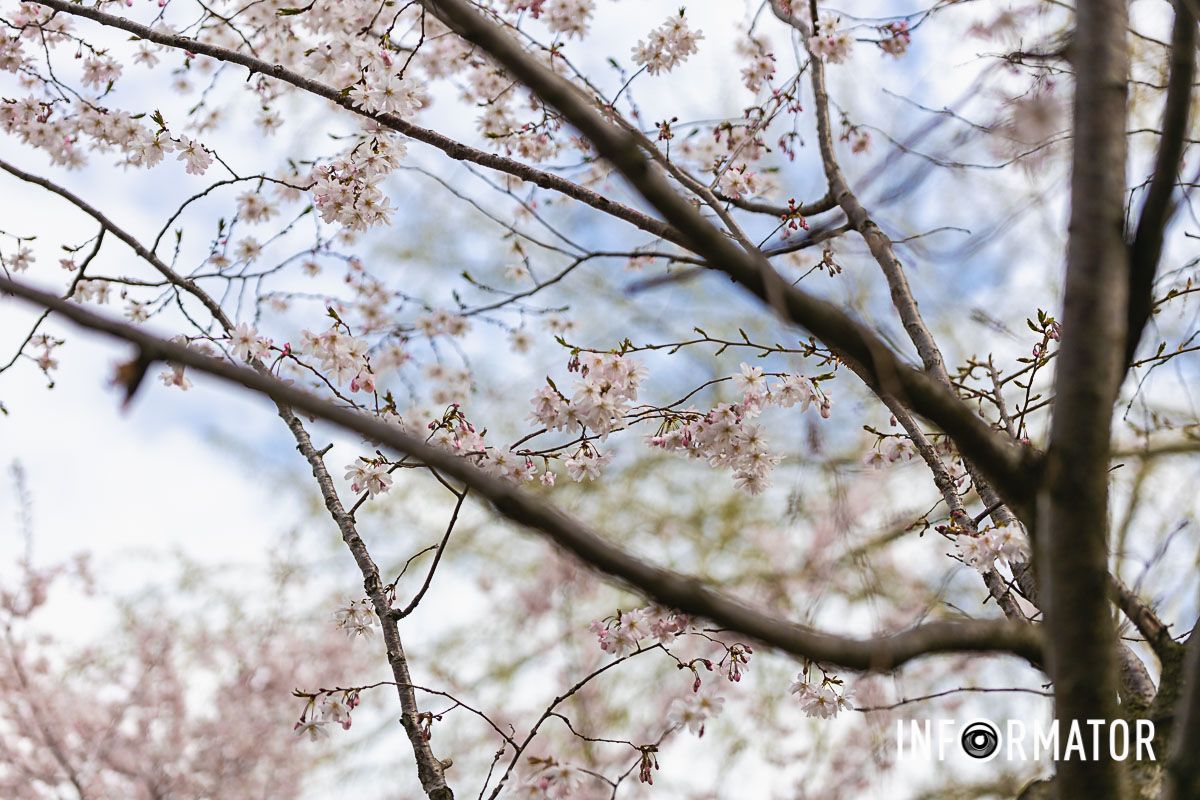 Весенняя красота: в Днепре на Набережной Победы цветут сакуры 11
