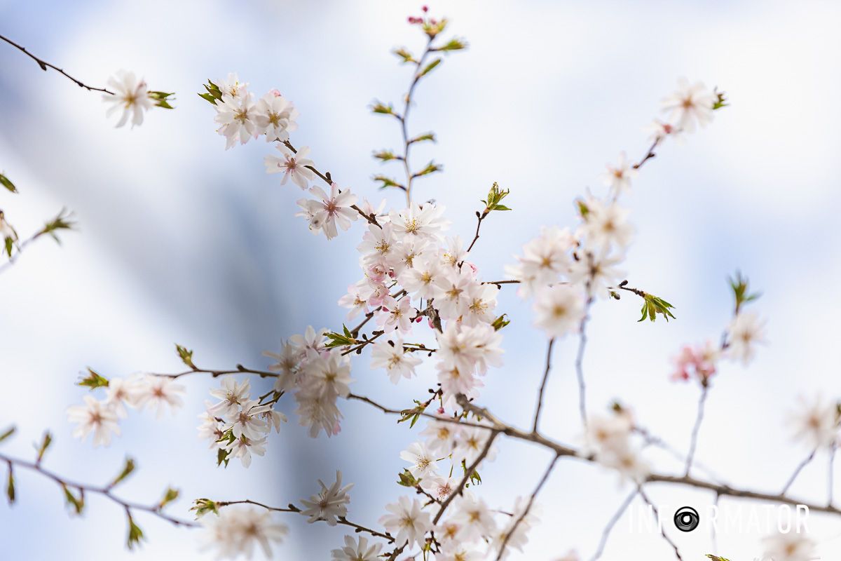 Даже воздух рядом с сакурами другой