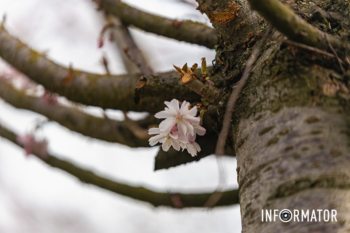 Символу для Японии