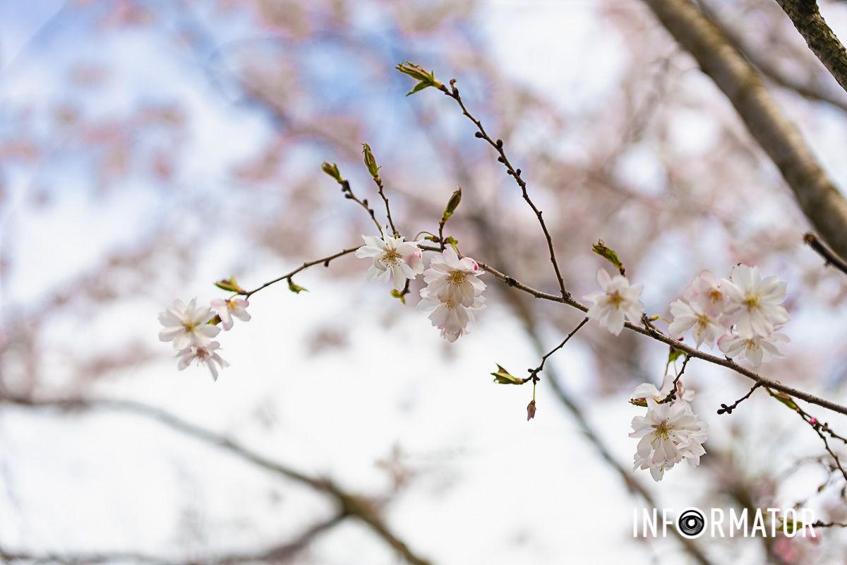 Хрупкие цветки