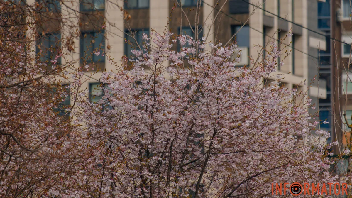 Весняна краса: у Дніпрі на Набережній Перемоги квітнуть сакури
