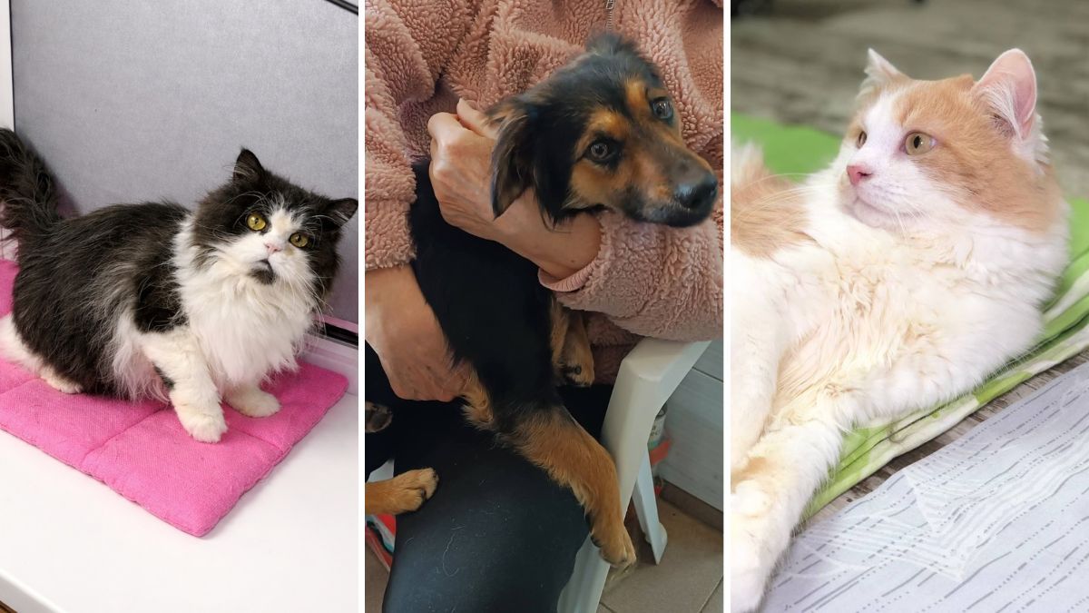 Ці очі прагнуть любові: у Дніпрі пухнастики шукають новий дім