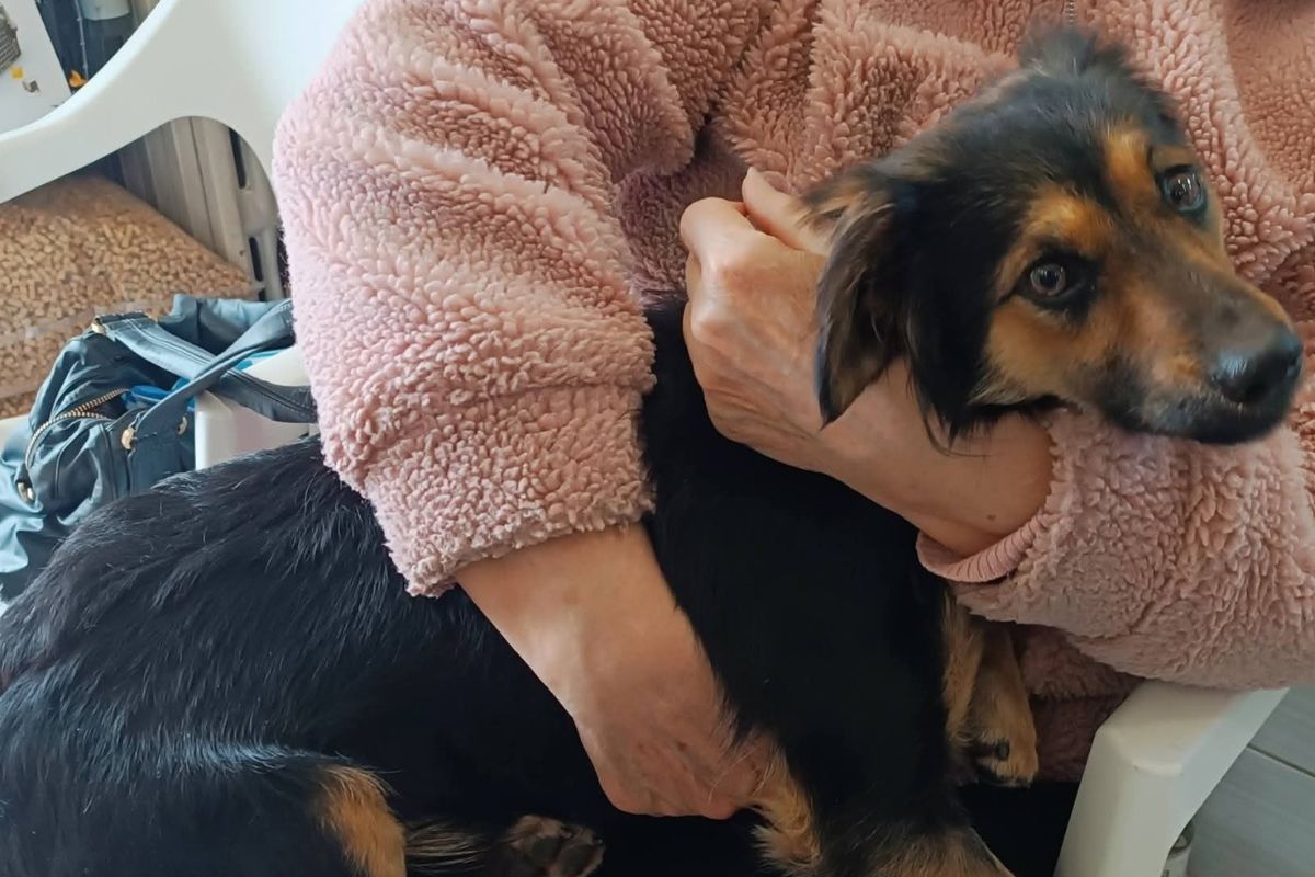 Собака без дому