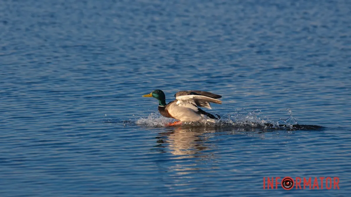 Ясне небо весь день: погода в Дніпрі на 5 квітня