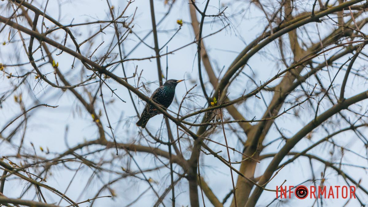 У Дніпрі 7 квітня очікується незначне похолодання