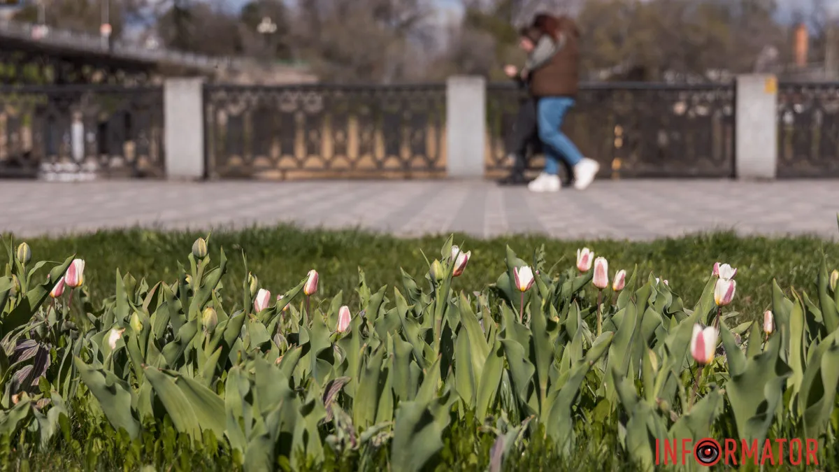 У Дніпрі на Січеславській Набережній розквітли перші бутони ніжних тюльпанів