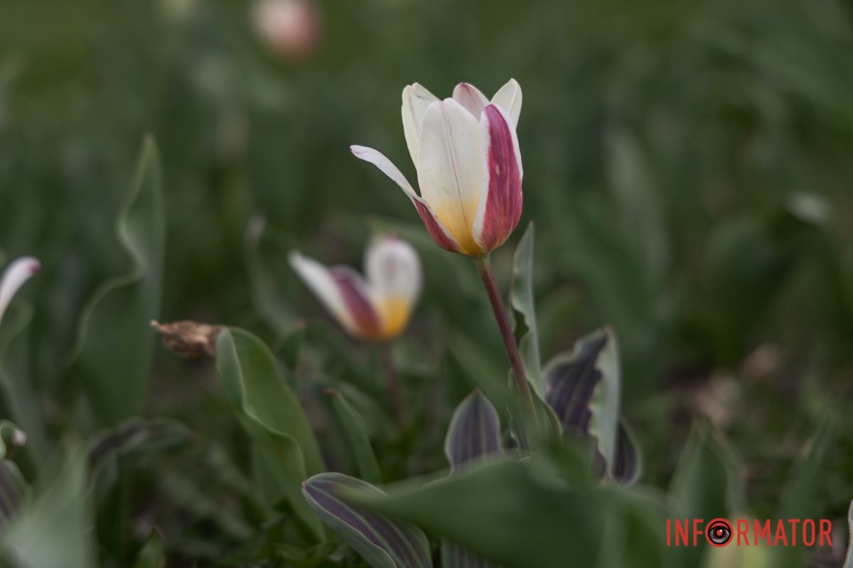 У Дніпрі на Січеславській Набережній розквітли перші бутони тюльпанів 1