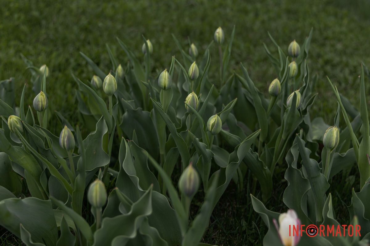 У Дніпрі на Січеславській Набережній розквітли перші бутони тюльпанів 10