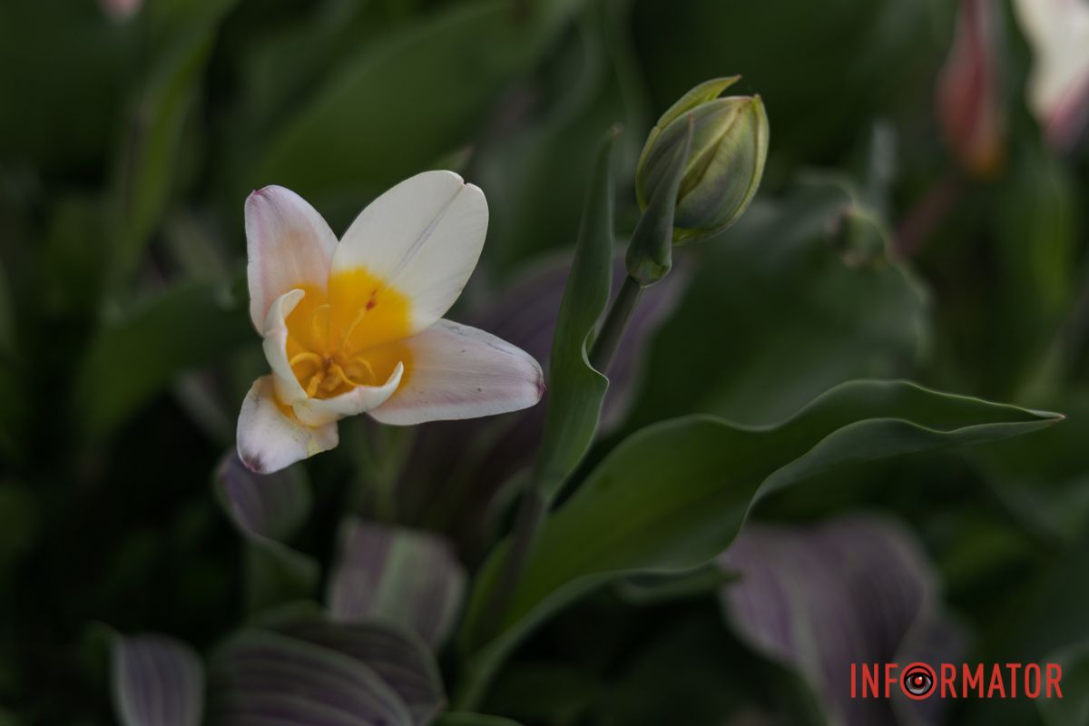 У Дніпрі на Січеславській Набережній розквітли перші бутони тюльпанів 11