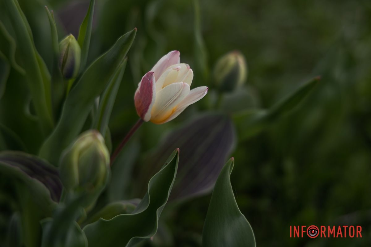 У Дніпрі на Січеславській Набережній розквітли перші бутони тюльпанів 13