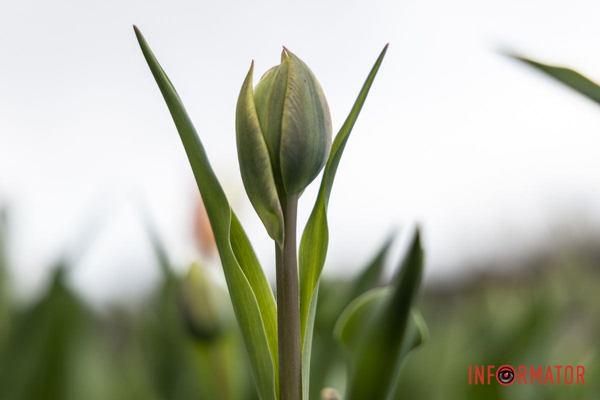 У Дніпрі на Січеславській Набережній розквітли перші бутони тюльпанів 3