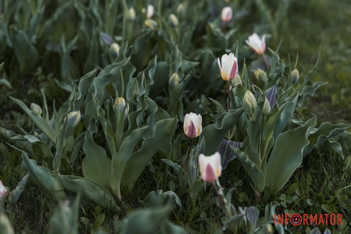 У Дніпрі на Січеславській Набережній розквітли перші бутони тюльпанів 4